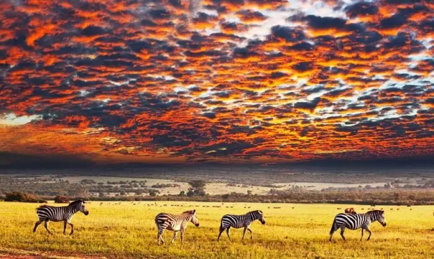 Serengeti National Park, Tanzania