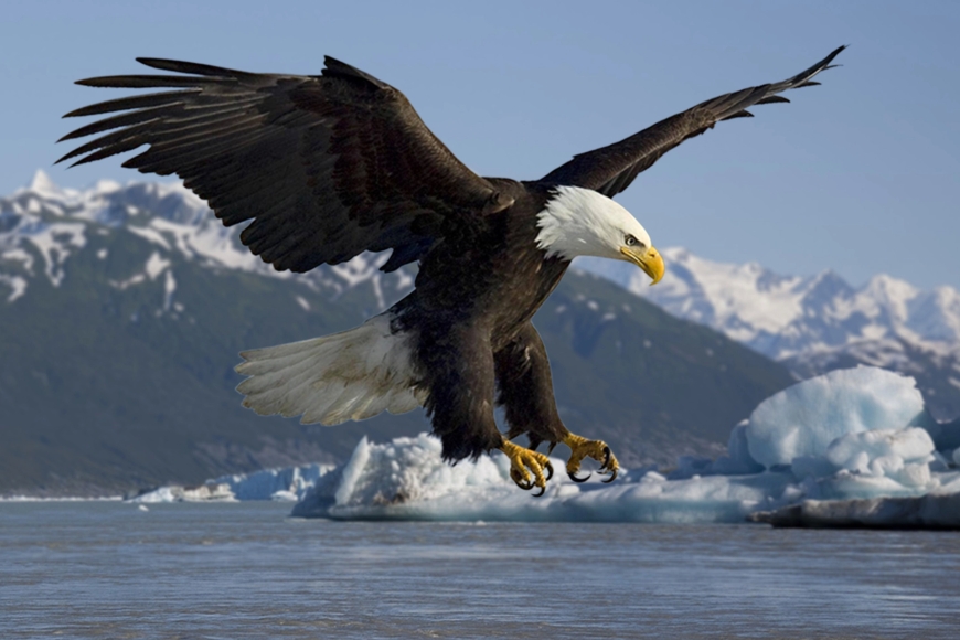 The Eagle Mentality: 7 Lessons for Personal Growth and Success